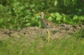 Wattled Plover